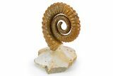 Early Devonian Ammonoid (Anetoceras) - Tazarine, Morocco #300388-2